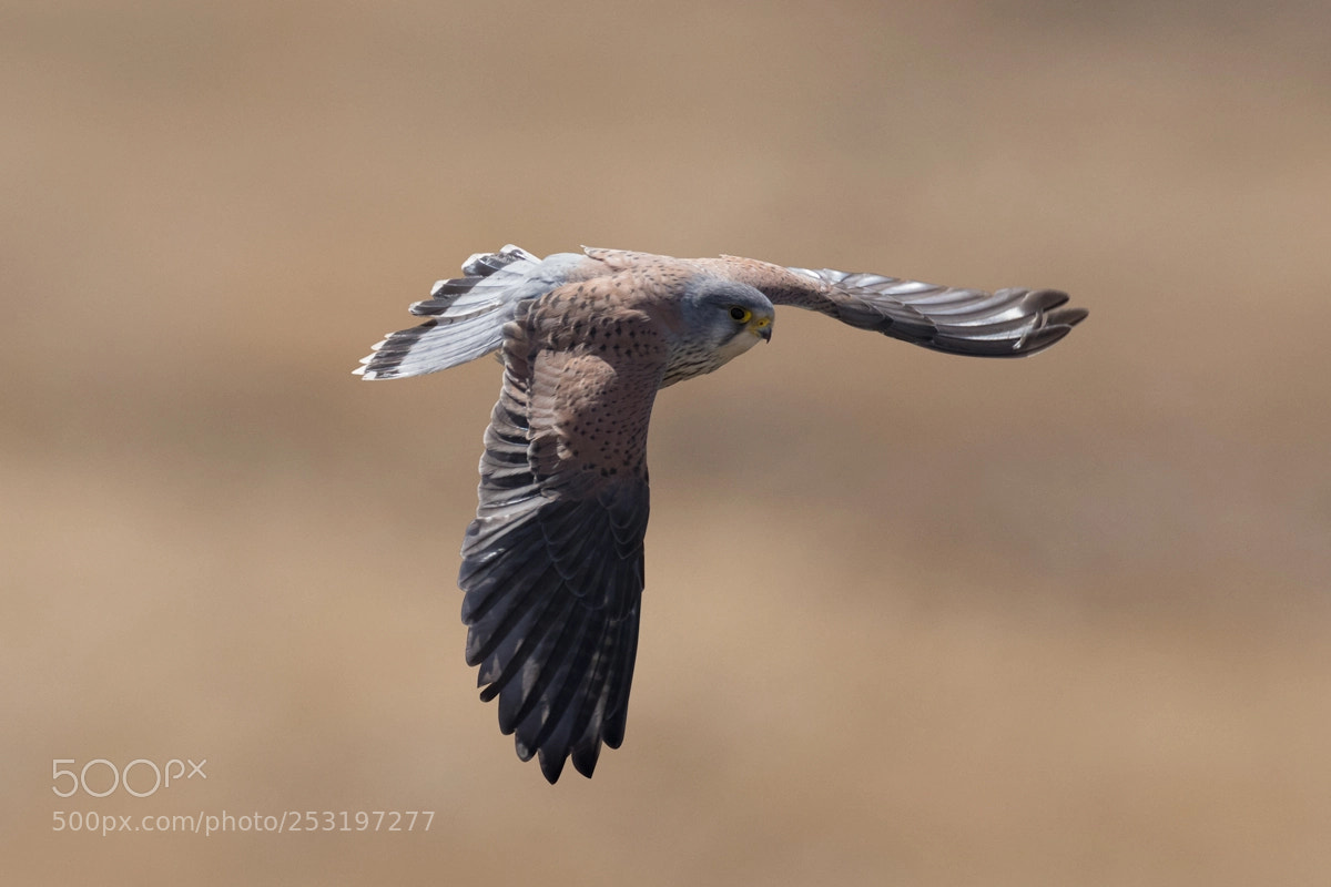 Nikon D500 sample photo. Common kestrel photography