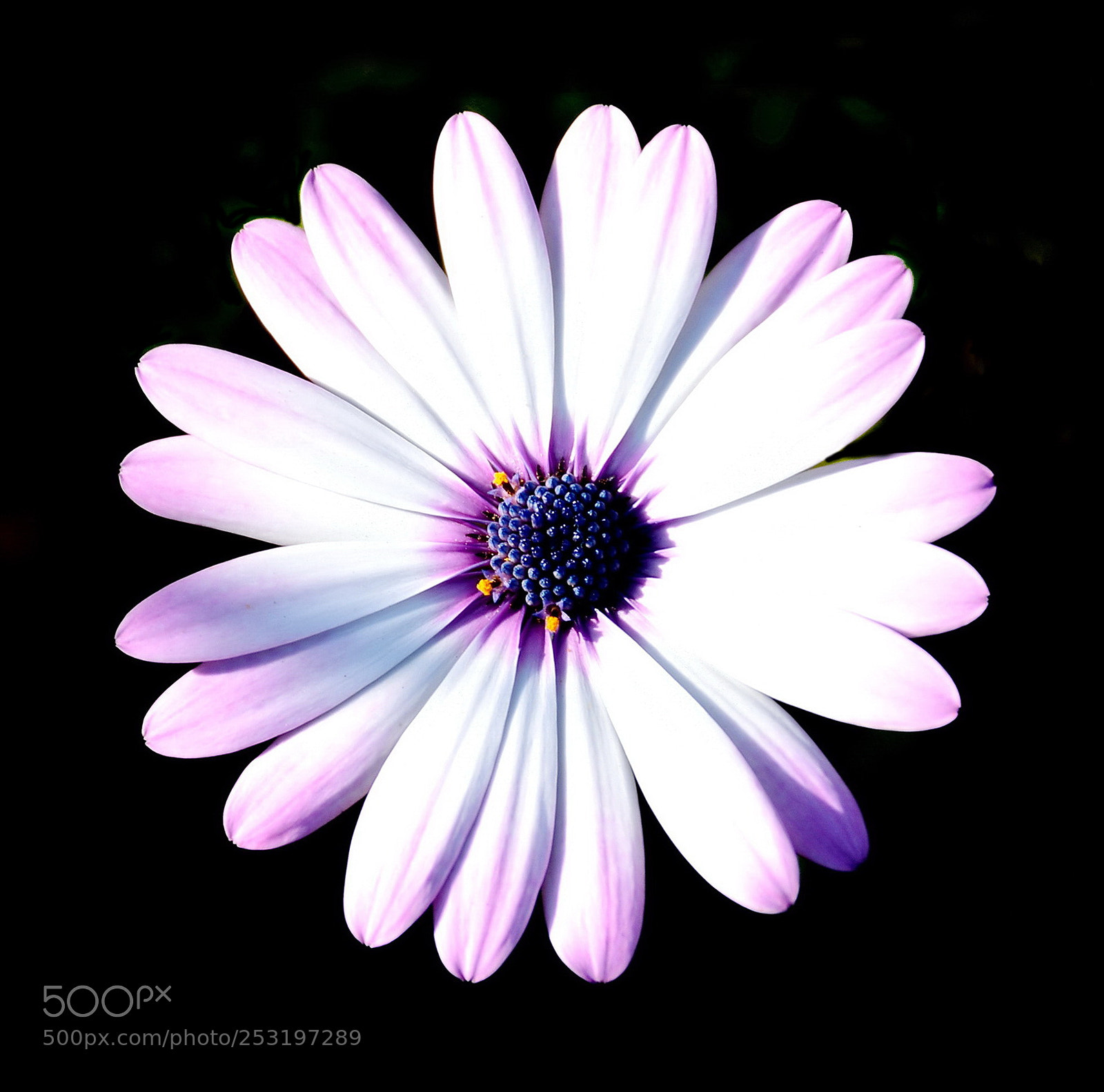Nikon D7200 sample photo. A white and purple photography