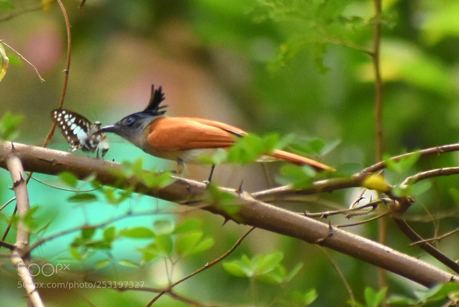Nikon D7200 sample photo. Paradise flycatcher photography