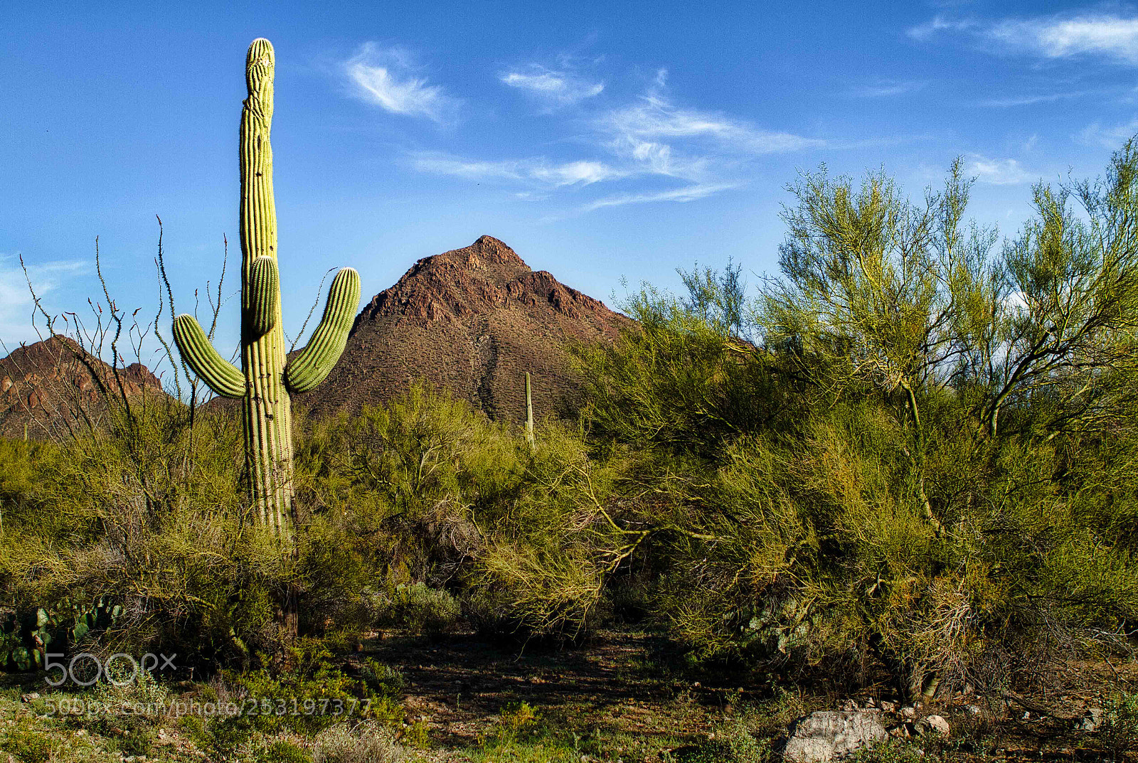 Canon EOS 7D sample photo. Saguaro & mountain photography