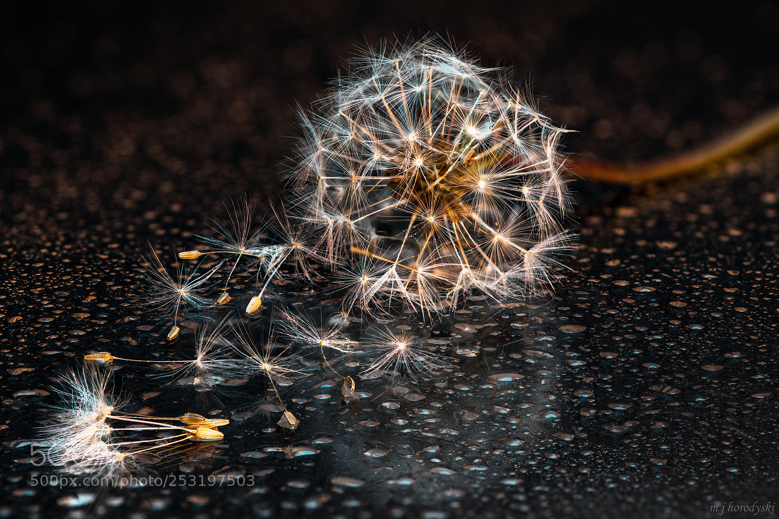 Nikon D850 sample photo. April showers ii photography