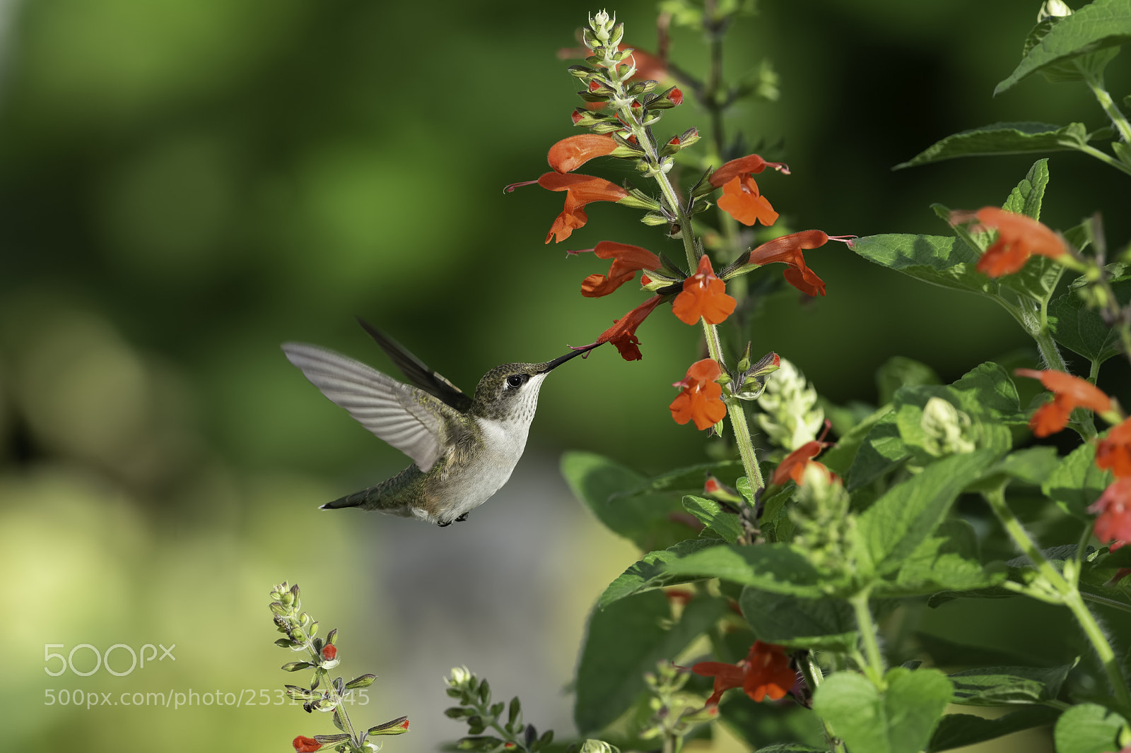 Nikon D7100 sample photo. Enjoying the garden photography