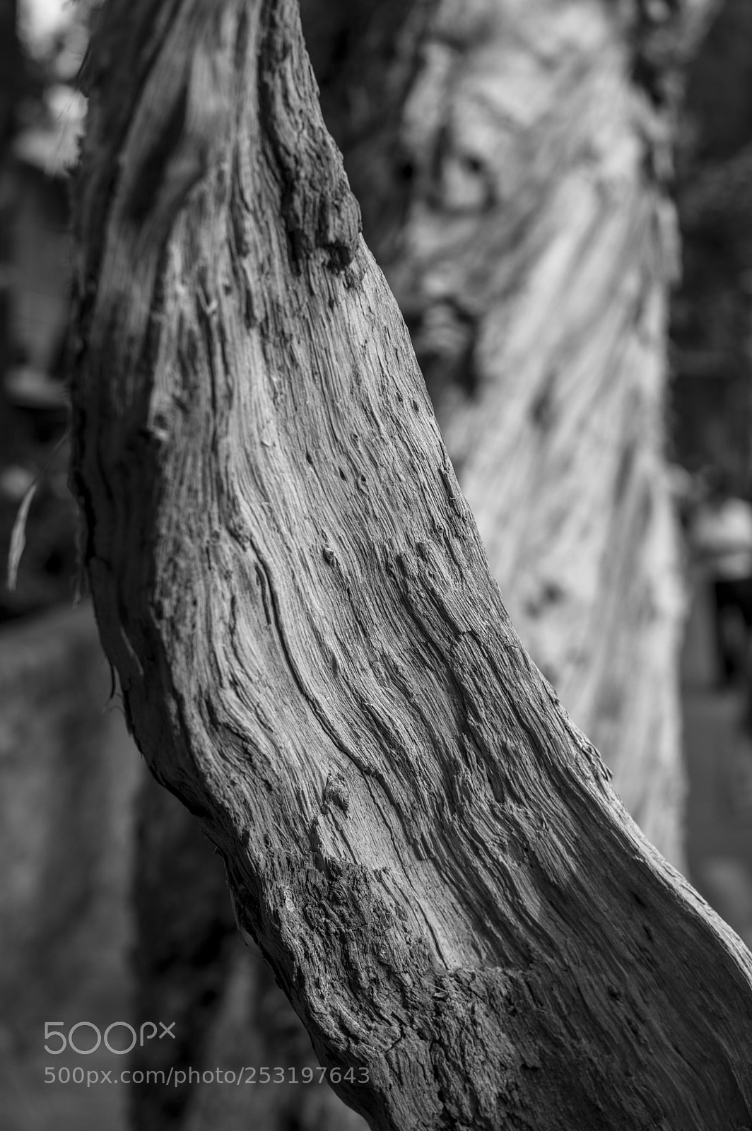 Pentax K-3 II sample photo. 枯木 photography