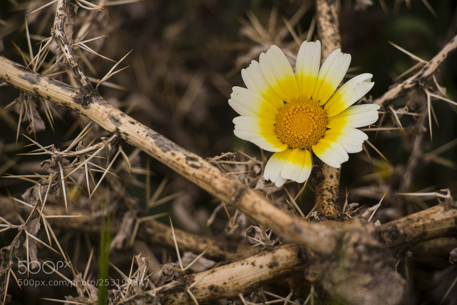 Canon EOS 700D (EOS Rebel T5i / EOS Kiss X7i) sample photo. Between the thorns photography