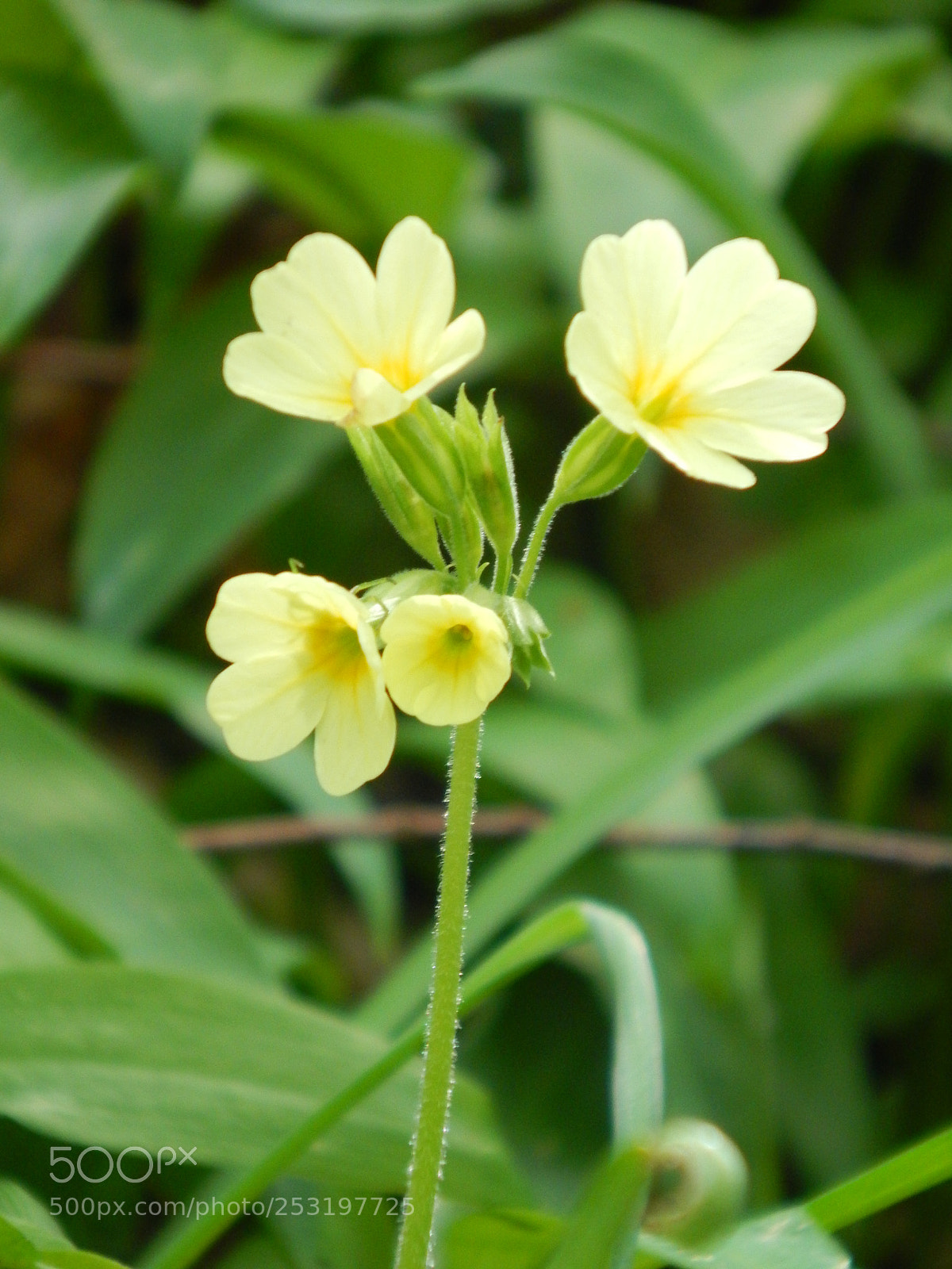 Nikon Coolpix L830 sample photo. Coucou :) photography