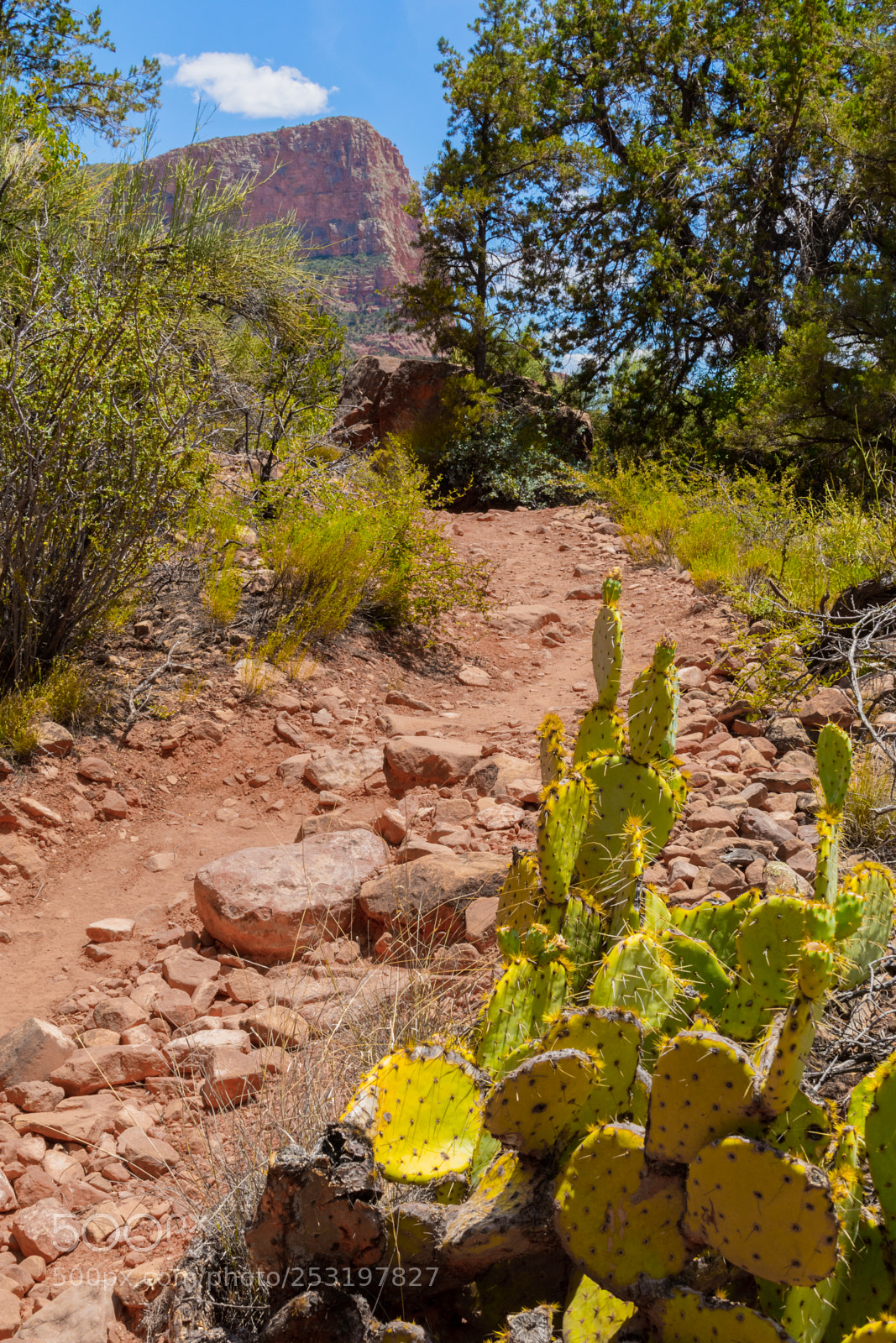 Canon EOS 80D sample photo. Prickley trail photography