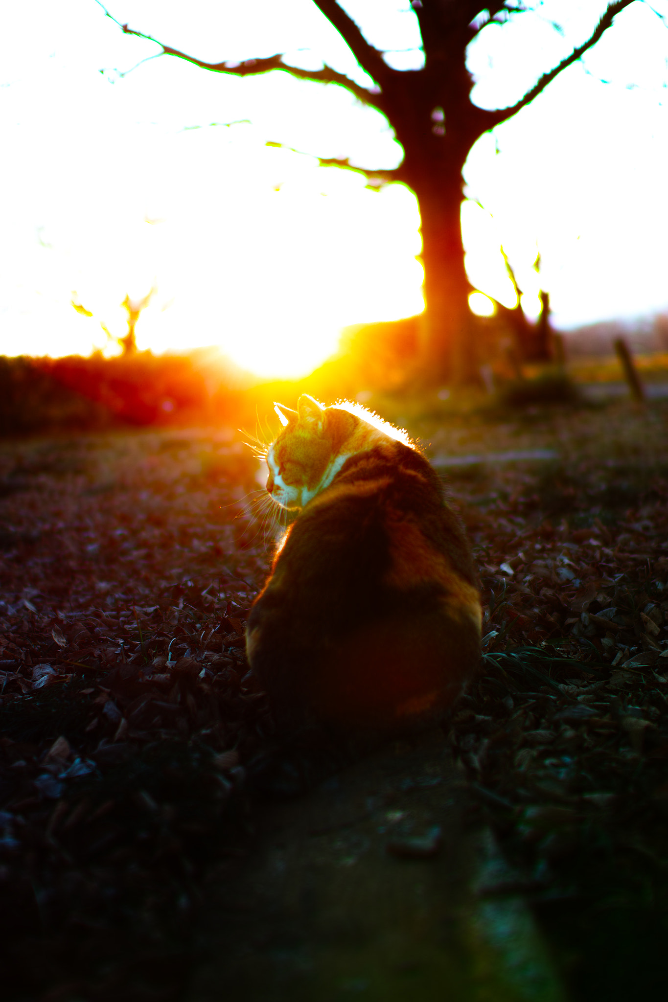 Sigma SD1 Merrill + Sigma 30mm F1.4 EX DC HSM sample photo. Cat every day photography