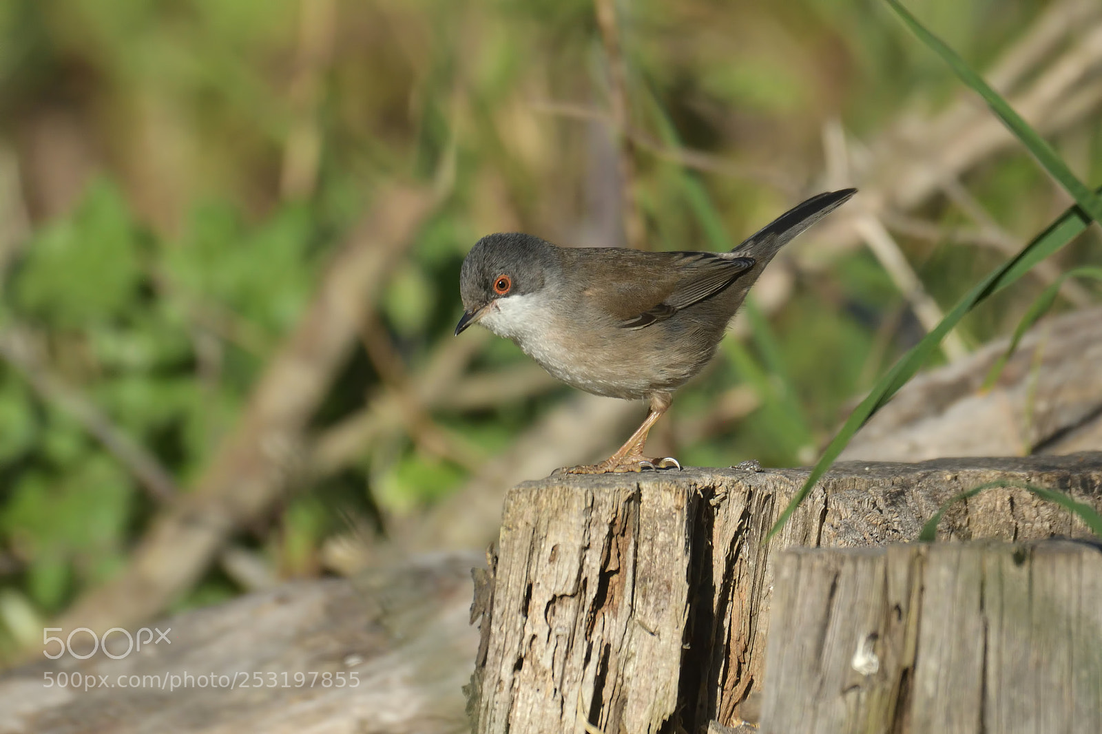 Nikon D500 sample photo. Curruca cabecinegra hembra photography