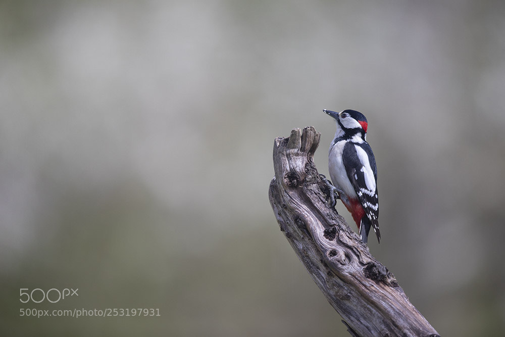 Canon EOS 5D Mark IV sample photo. Saint piat photography
