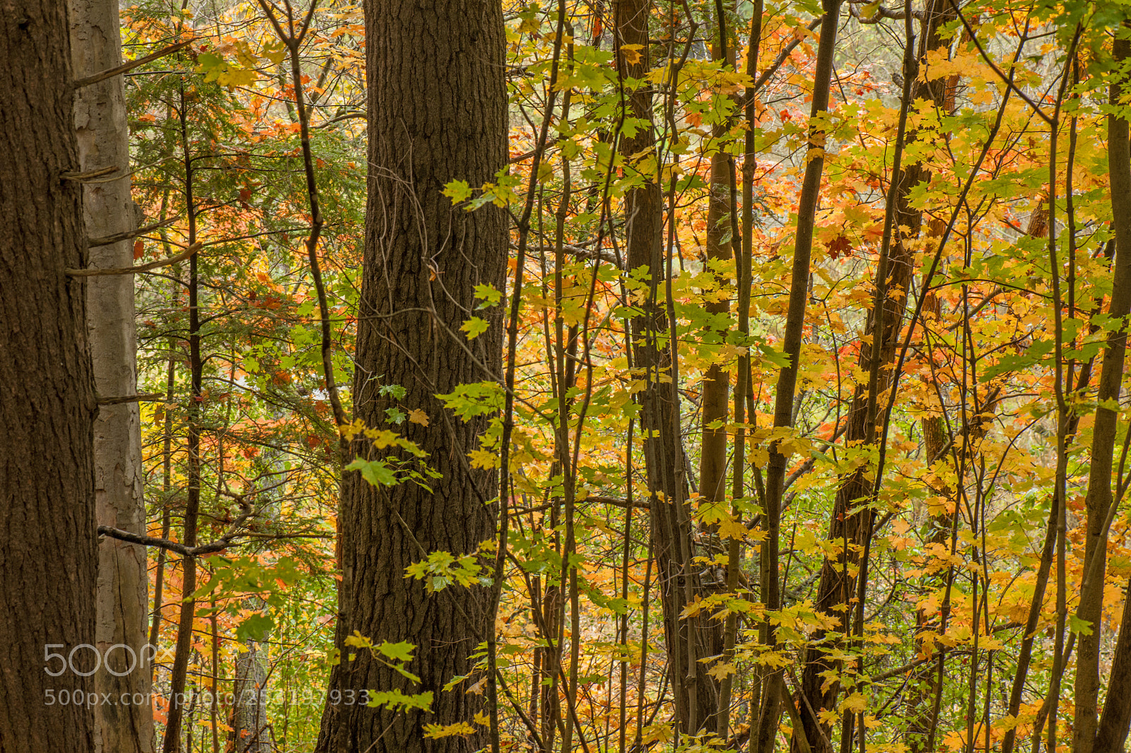 Nikon D3X sample photo. Autumn colours photography