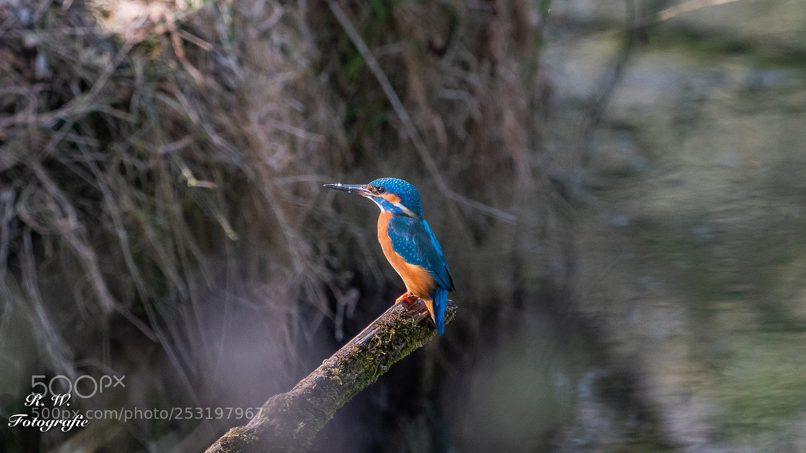 Panasonic Lumix DC-G9 sample photo. Eisvogel / kingfisher photography