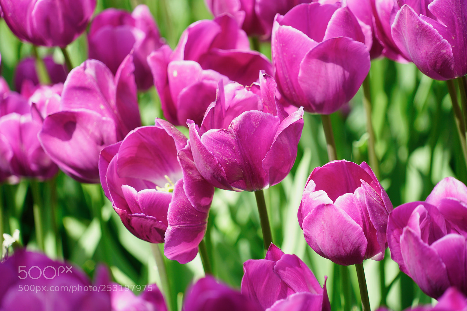 Sony a7R II sample photo. Tulip season 4 photography