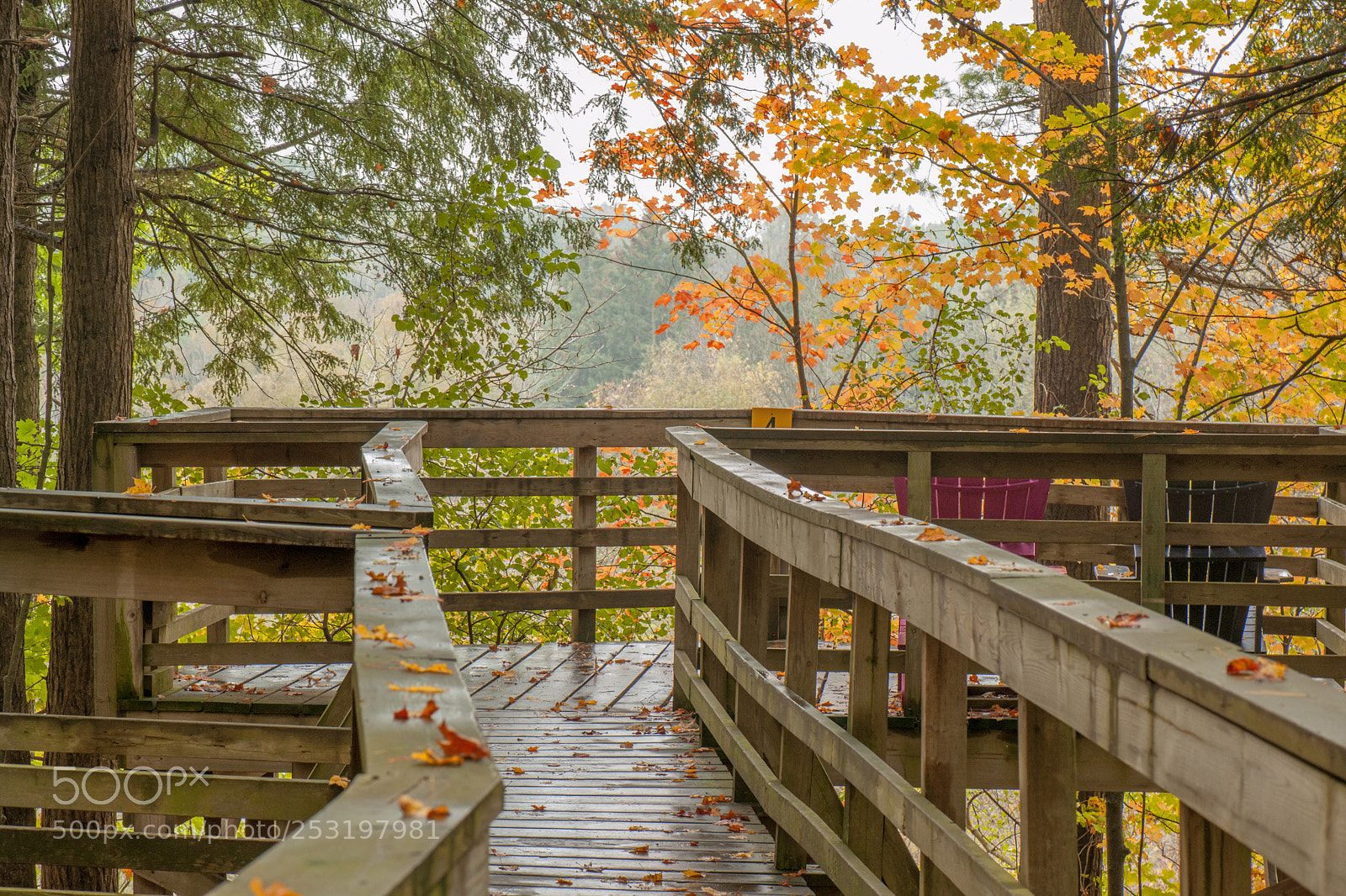 Nikon D3X sample photo. Forest view photography