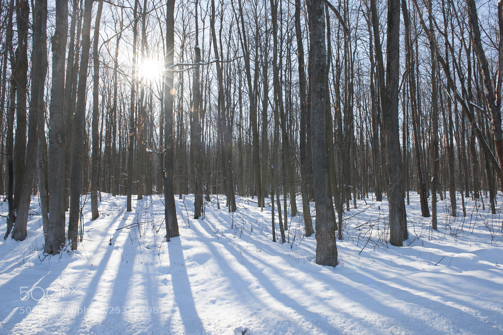 Nikon D3X sample photo. Sun and snow photography