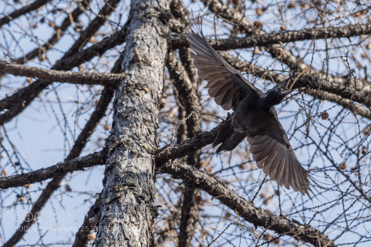 Nikon D500 sample photo. Woodpecker photography