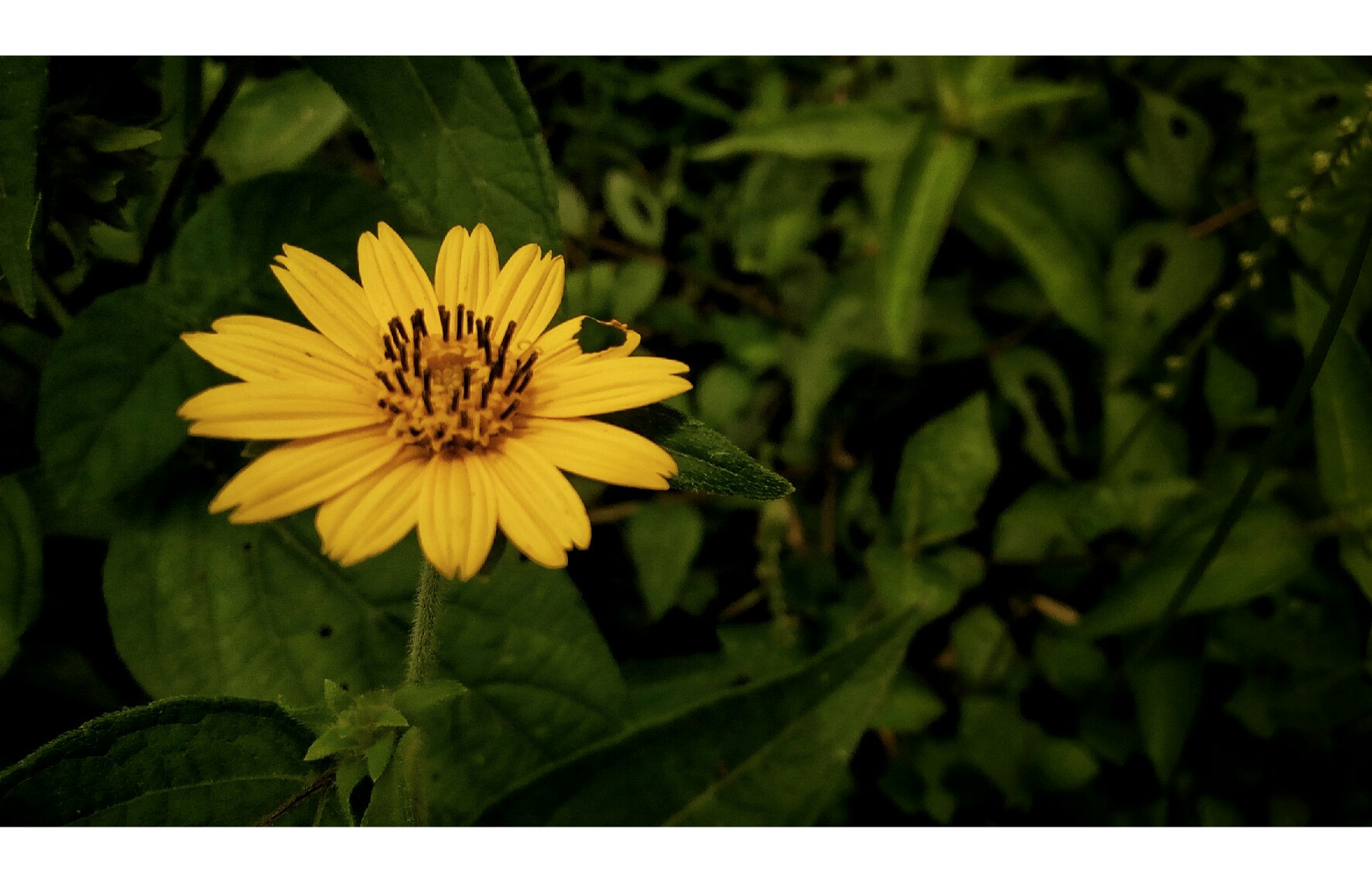 Infinix HOT 4 sample photo
