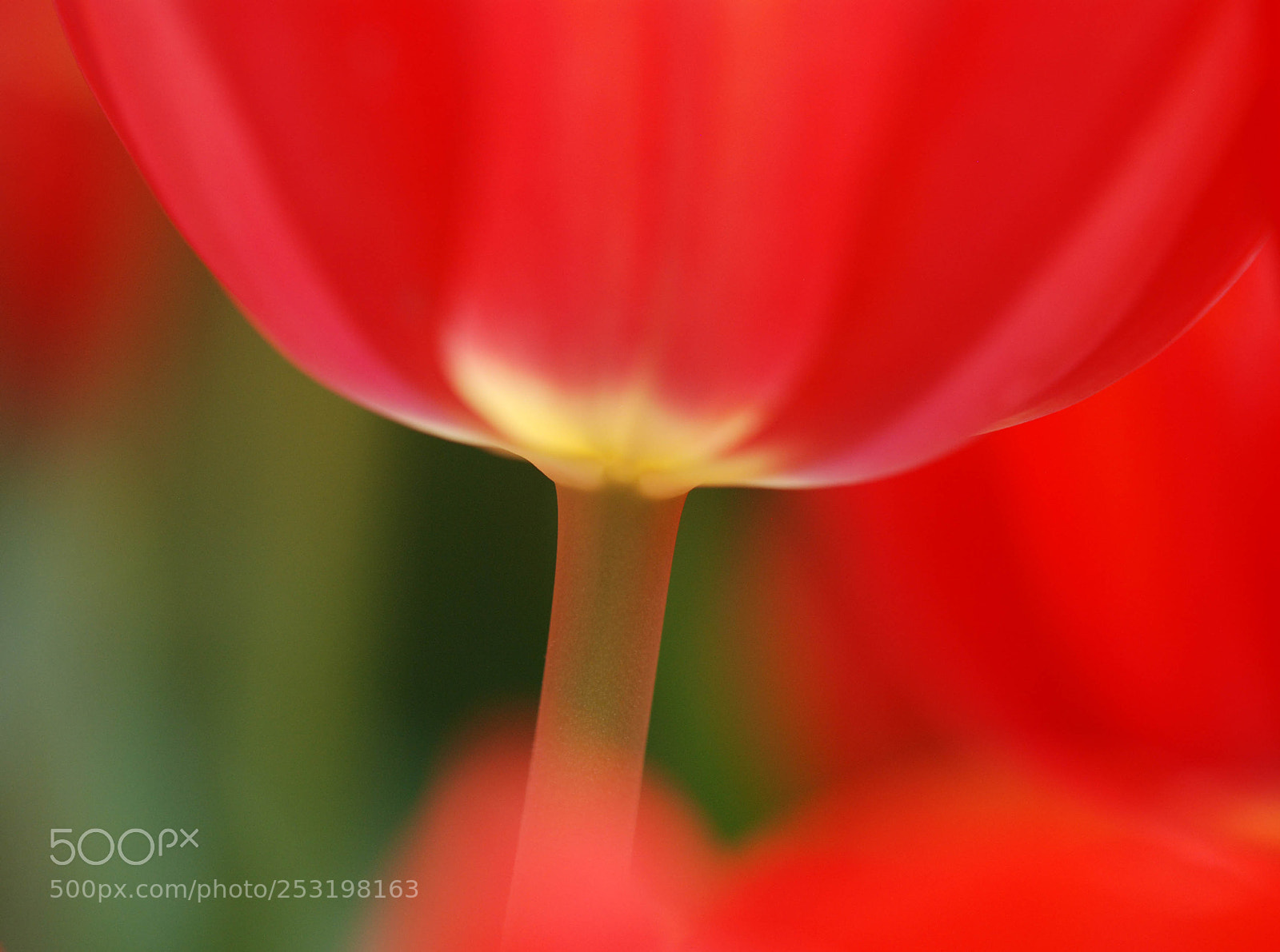 Nikon D80 sample photo. Florid photography