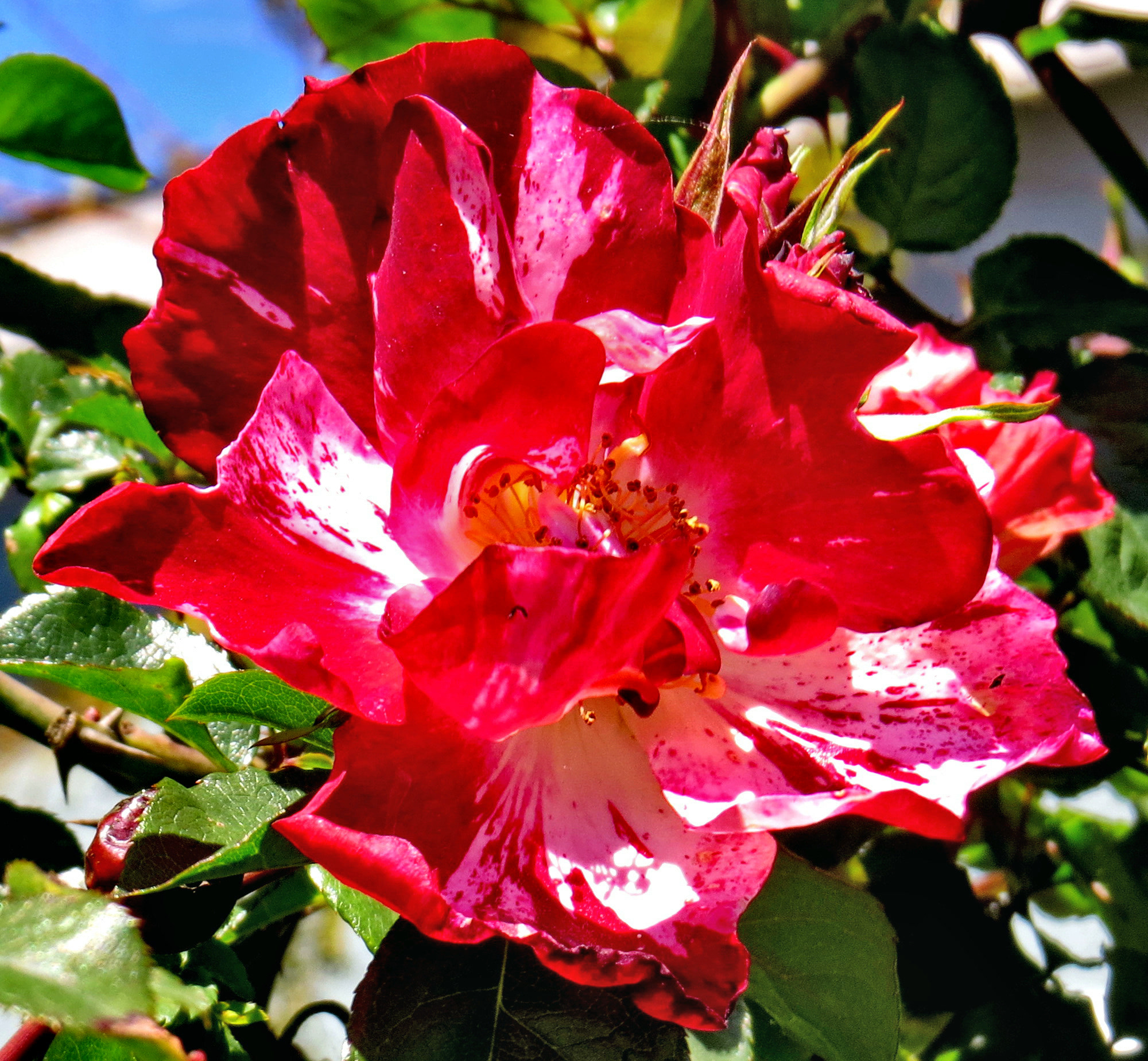 Canon PowerShot SX50 HS + 4.3 - 215.0 mm sample photo. A red carnation flower photography