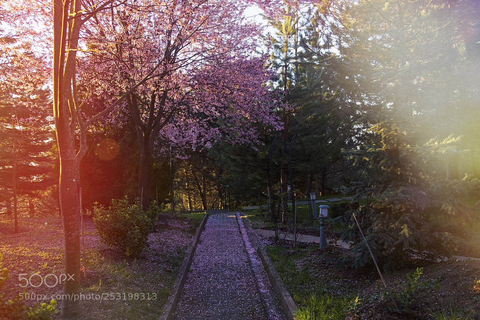 Fujifilm X-T1 sample photo. Senbonzakura photography