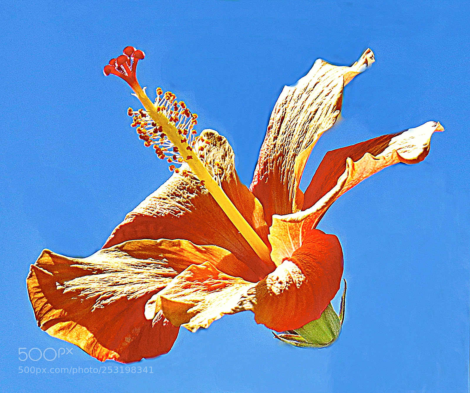 Canon PowerShot SX50 HS sample photo. A gold hibiscus in photography