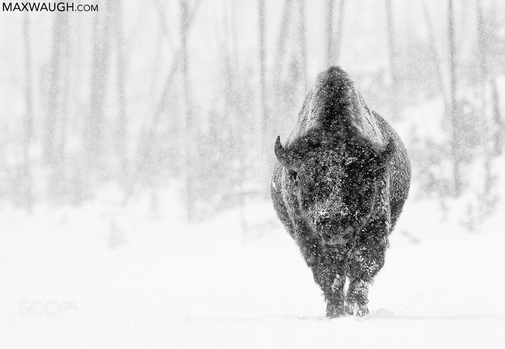 Canon EOS-1D X Mark II sample photo. American bison in snowstorm photography