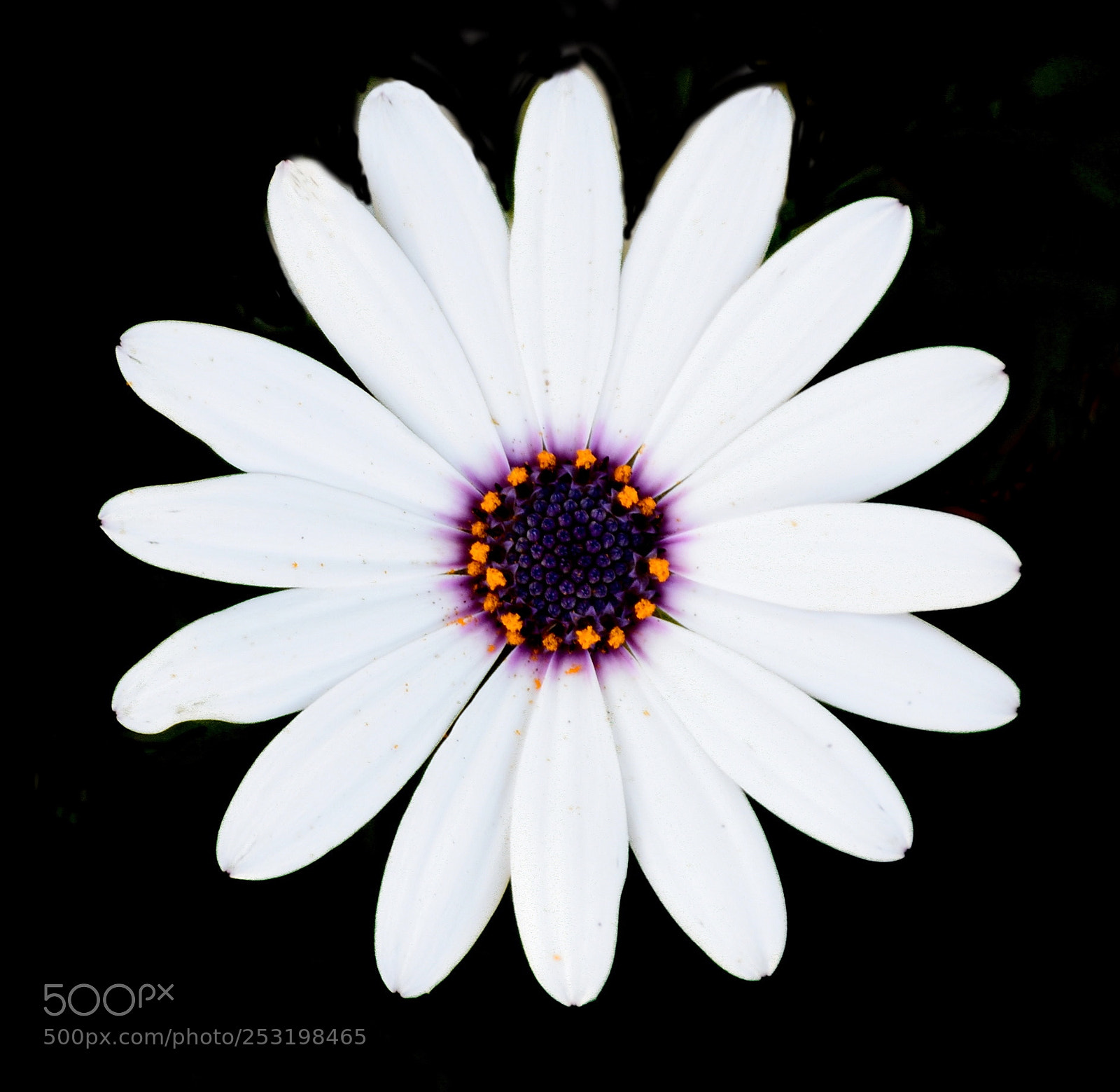 Nikon D7200 sample photo. A white and purple photography