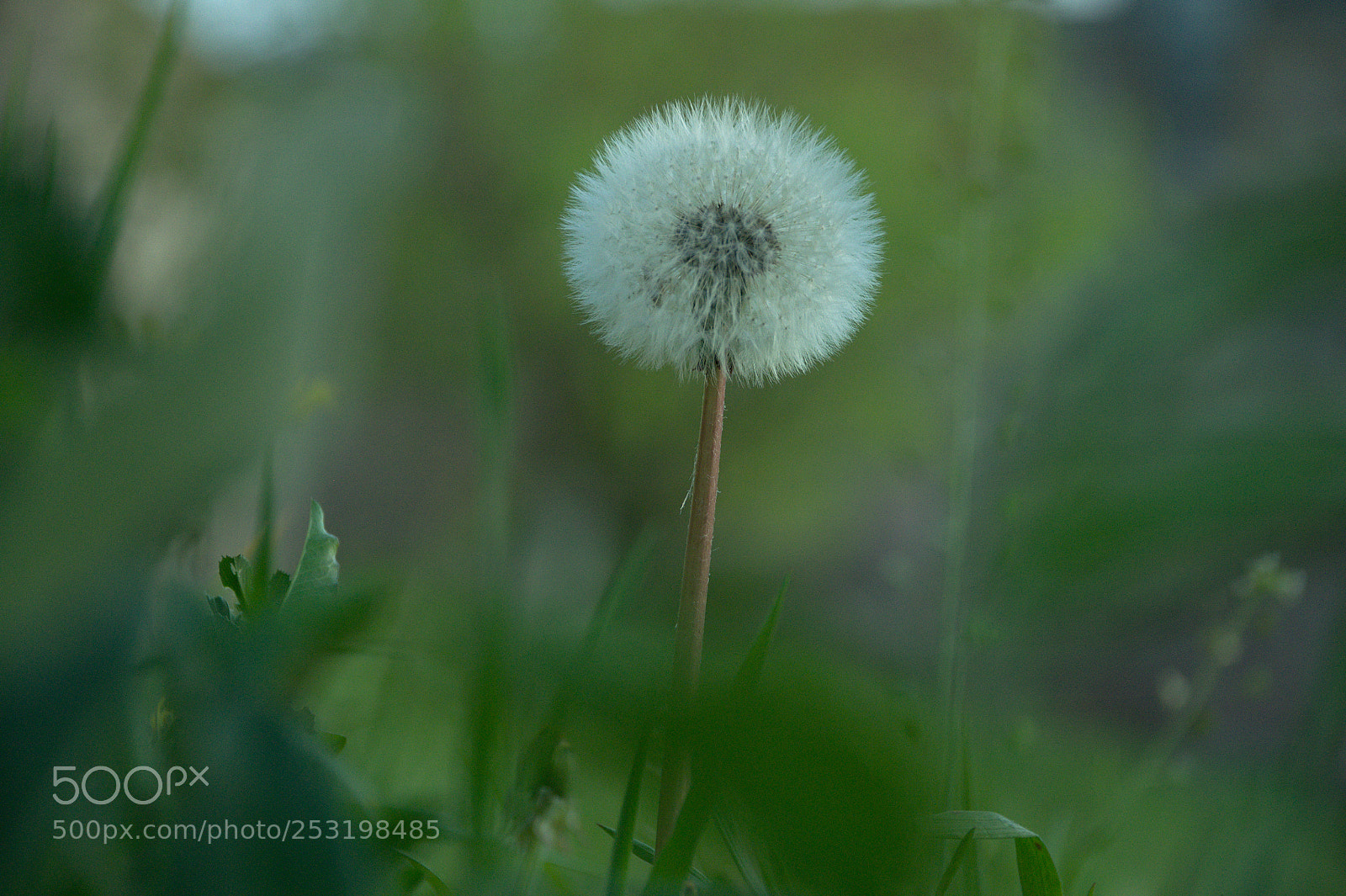 Nikon D5000 sample photo. Diaspora photography