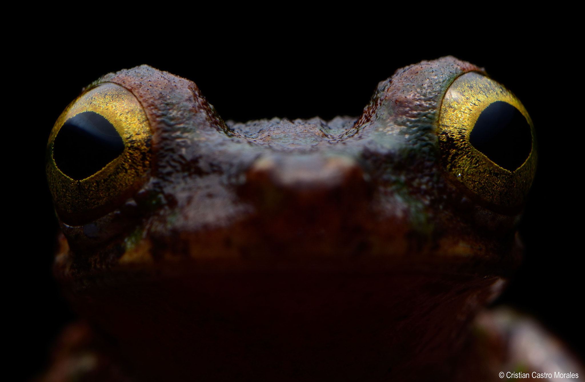 Nikon AF-S DX Micro-Nikkor 85mm F3.5G ED VR sample photo. Osteocephalus buckleyi (boulenger, 1882) photography