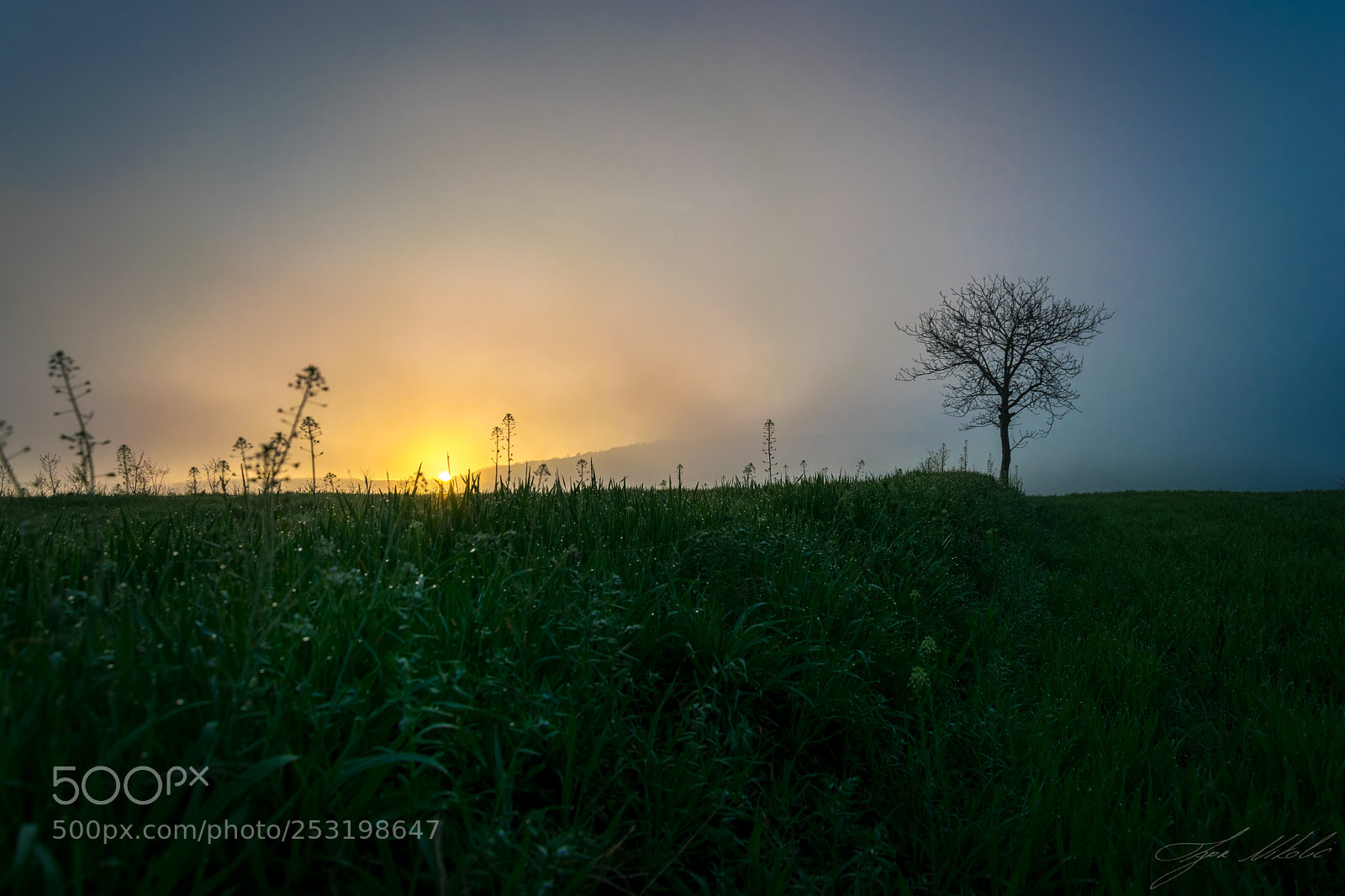 Nikon D5300 sample photo. Sunrise over the wheat photography
