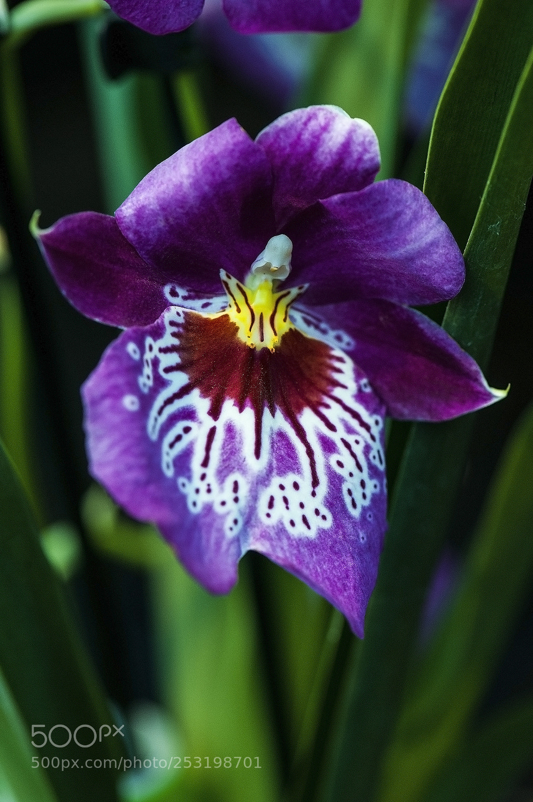 Nikon D700 sample photo. A photo of the photography