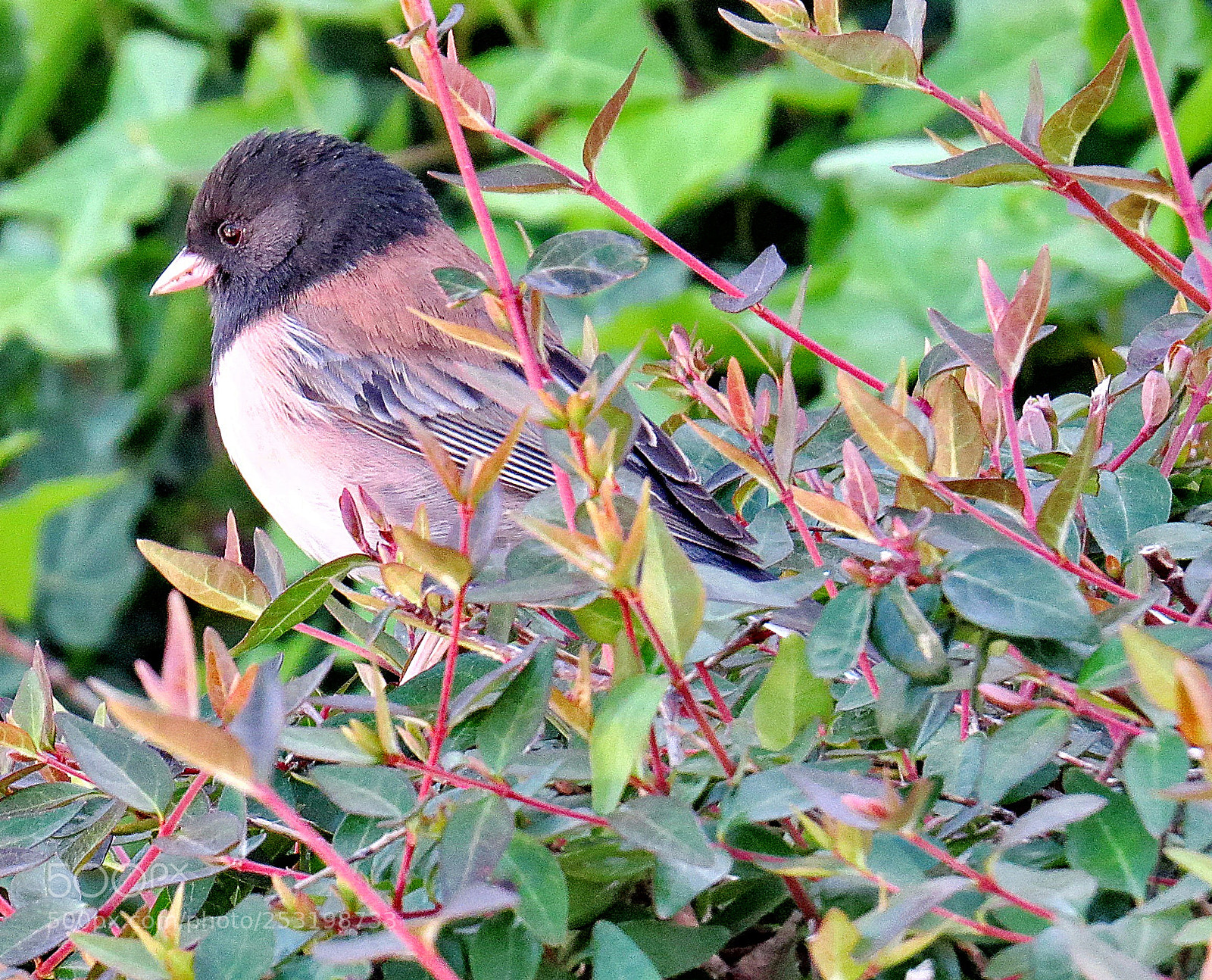 Canon PowerShot SX50 HS sample photo. A blue bird looking photography
