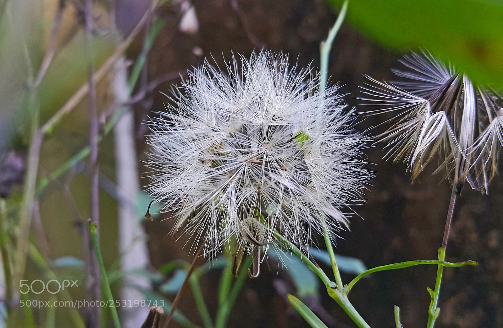Samsung Galaxy Note4 sample photo. Dente de leão photography
