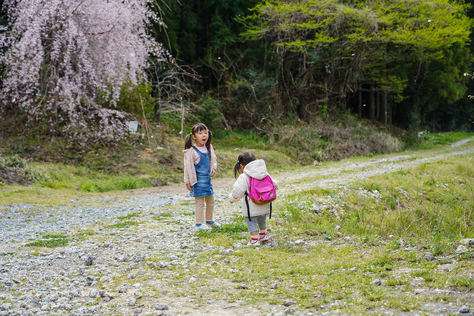 Sony a7 III sample photo. 森の桜 photography