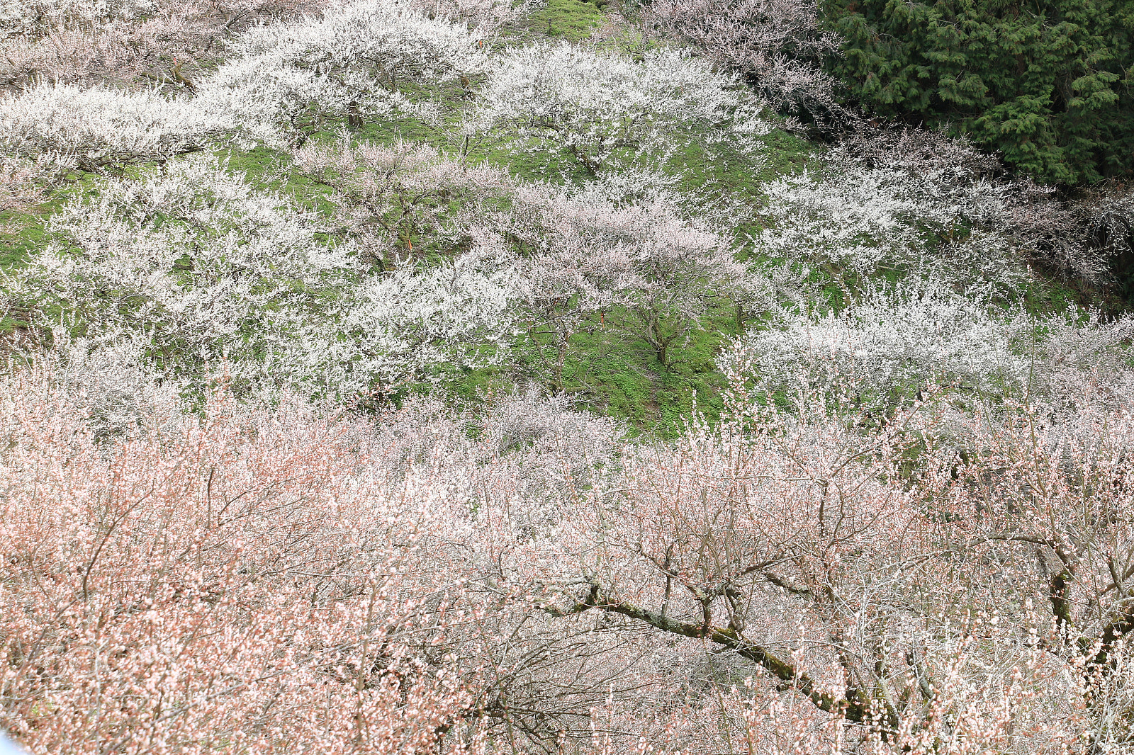 Canon EOS 70D sample photo. Ｕｍｅ　ｂｌｏｓｓｏｍｓ photography