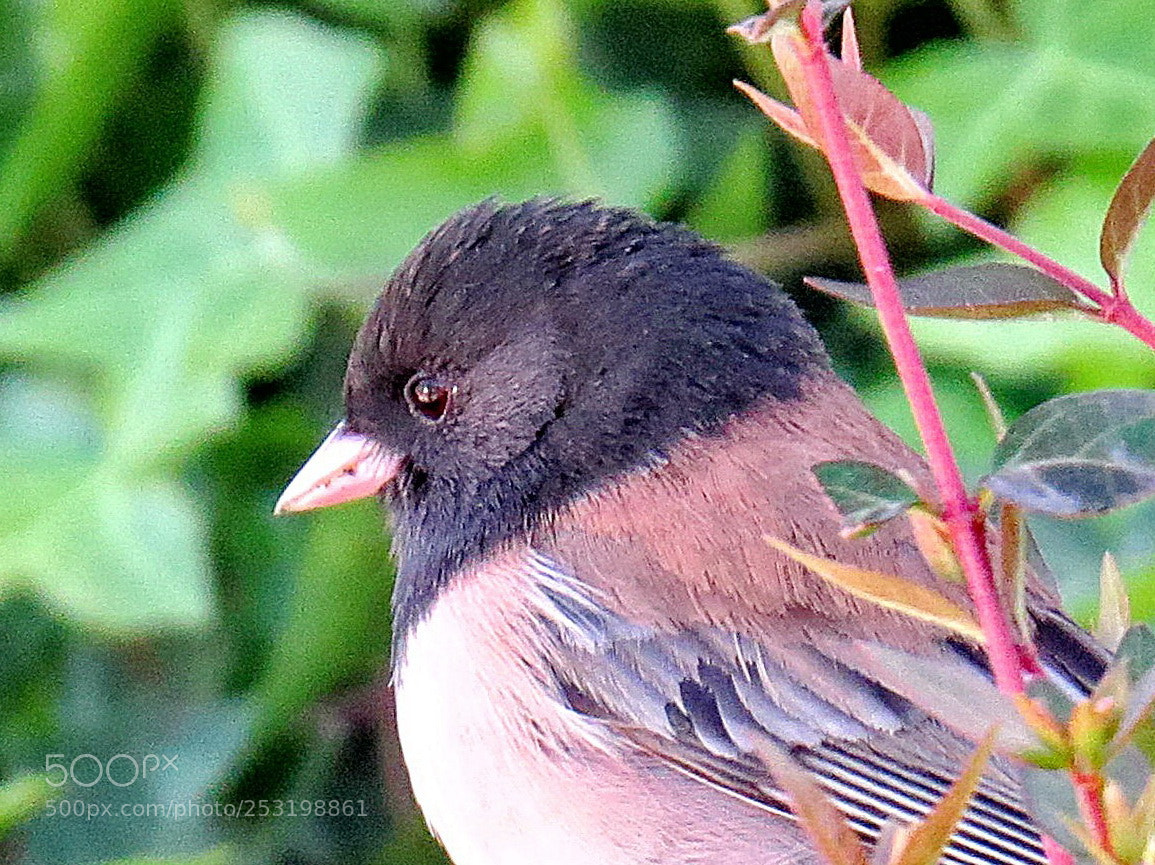 Canon PowerShot SX50 HS sample photo. A blue bird portrait photography