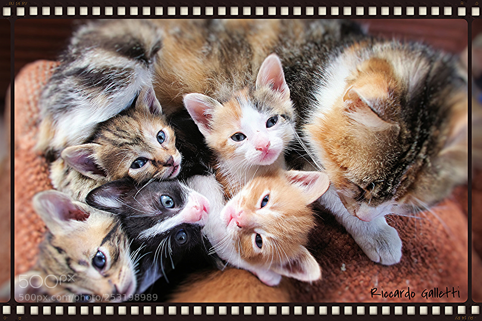 Pentax K-r sample photo. Kitten photography