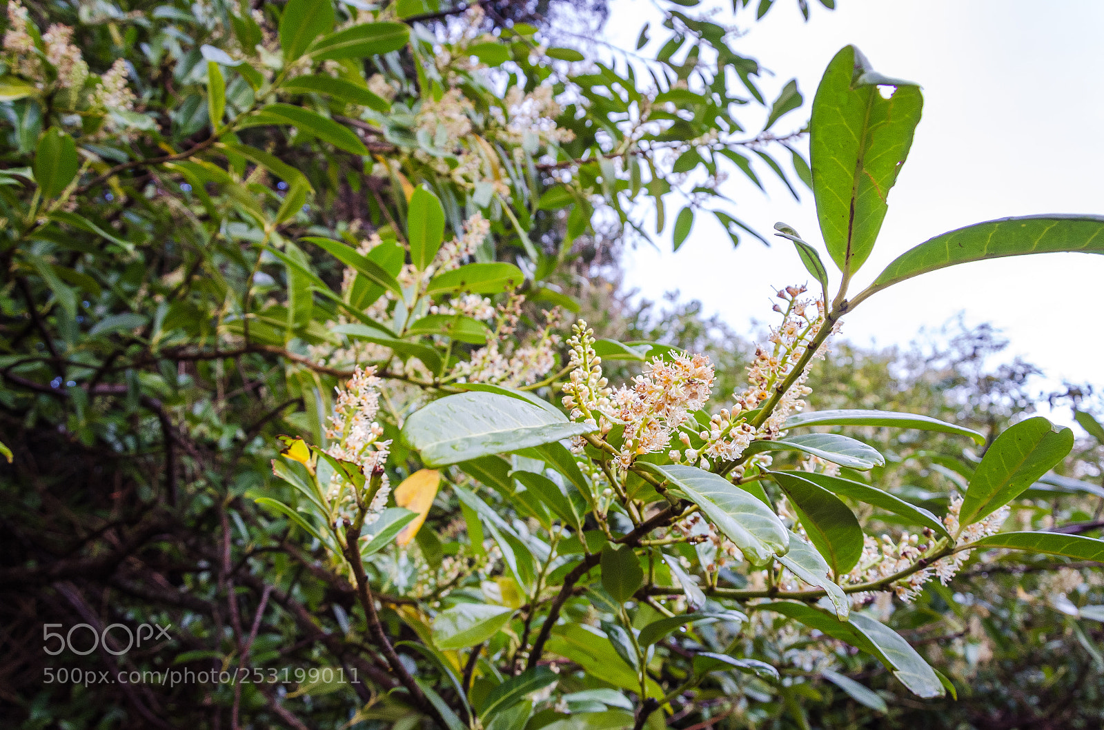 Nikon D5100 sample photo. Irlanda photography