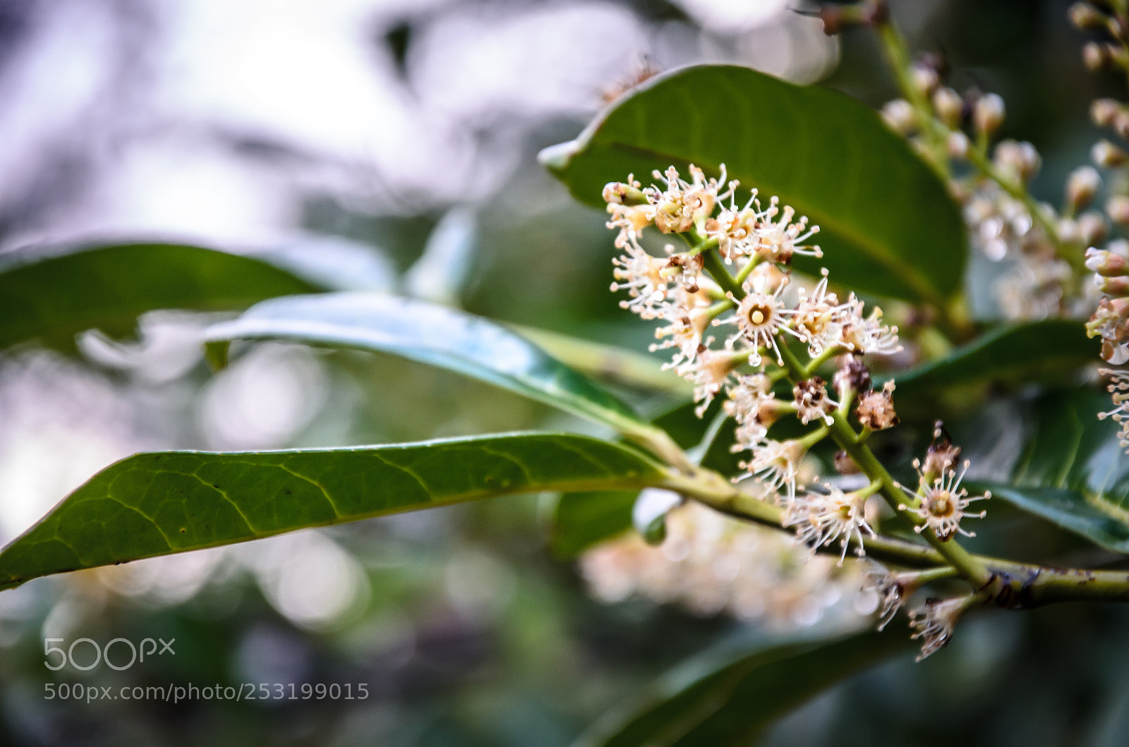 Nikon D5100 sample photo. Irlanda photography