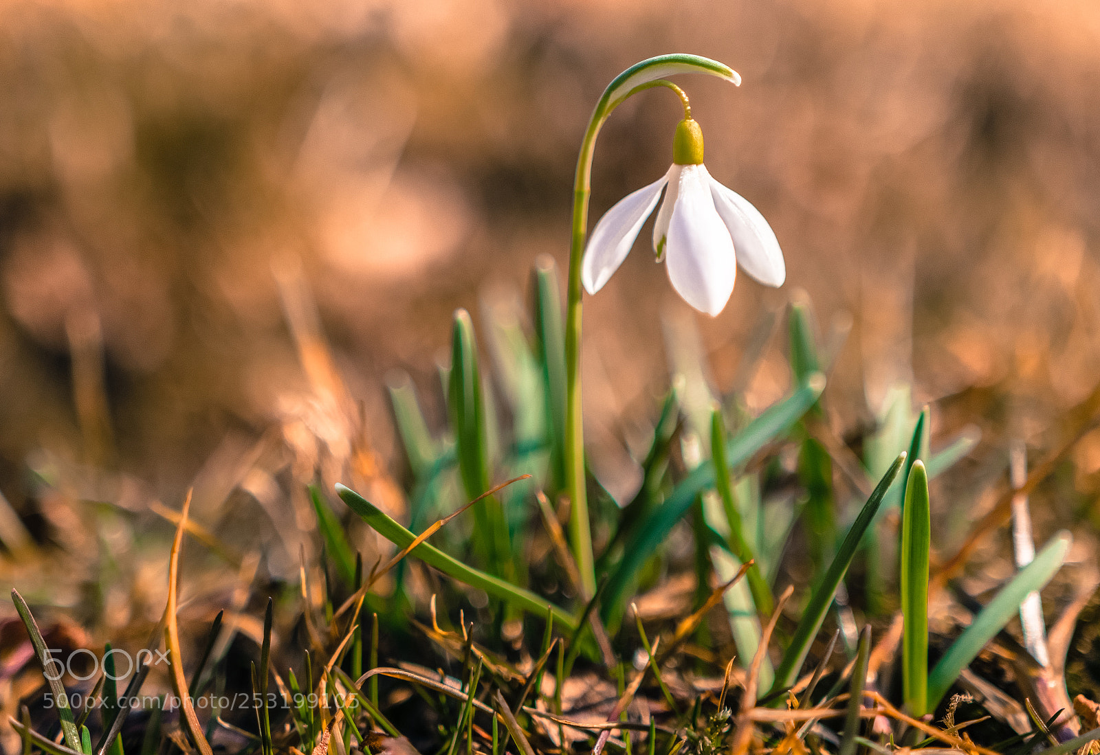 Canon EOS 80D sample photo. The first spring snowdrop photography