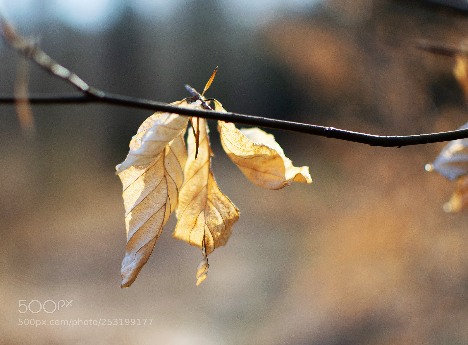 Nikon D3300 sample photo. The sunlight... photography