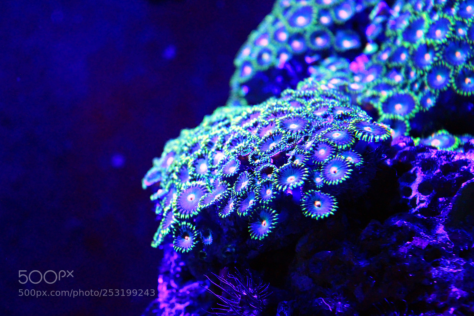 Canon EOS 1200D (EOS Rebel T5 / EOS Kiss X70 / EOS Hi) sample photo. Underwater spring photography