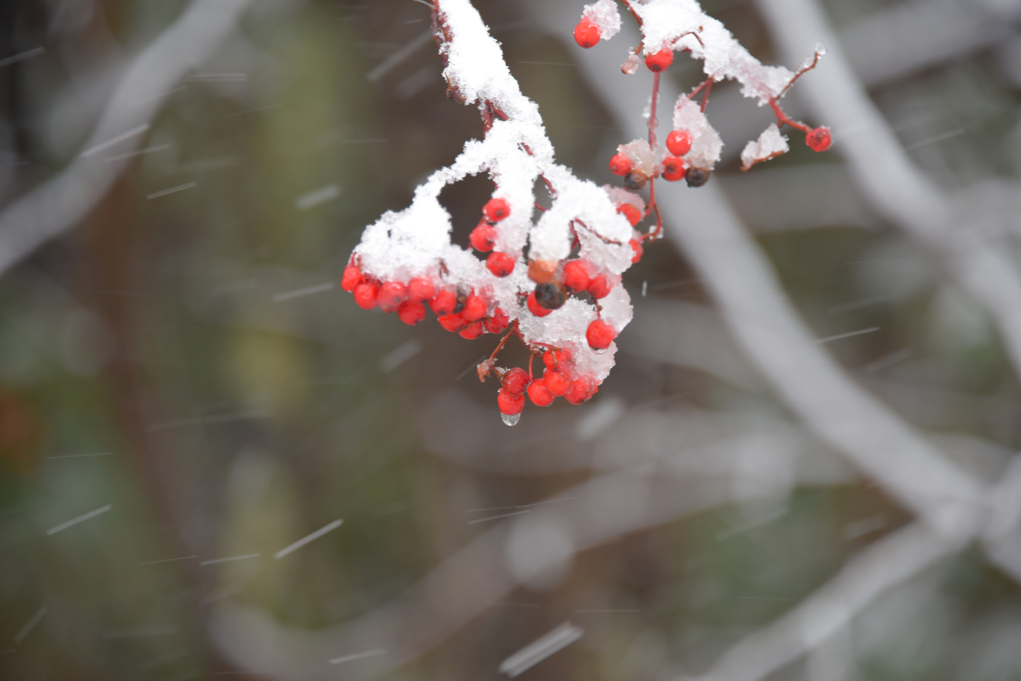 Nikon D810 sample photo. Snow flower photography