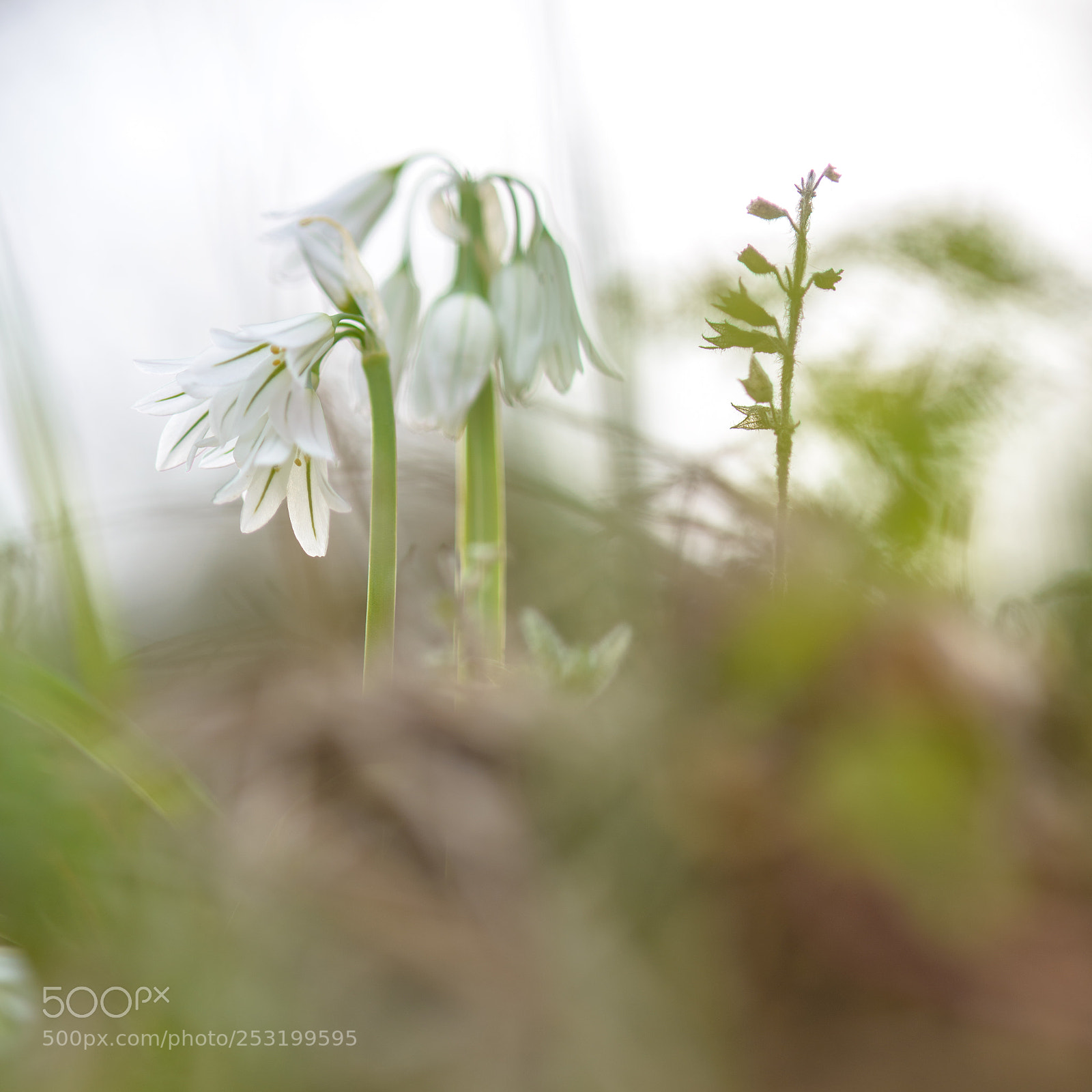Nikon D800 sample photo. Three-cornered leek flowers photography