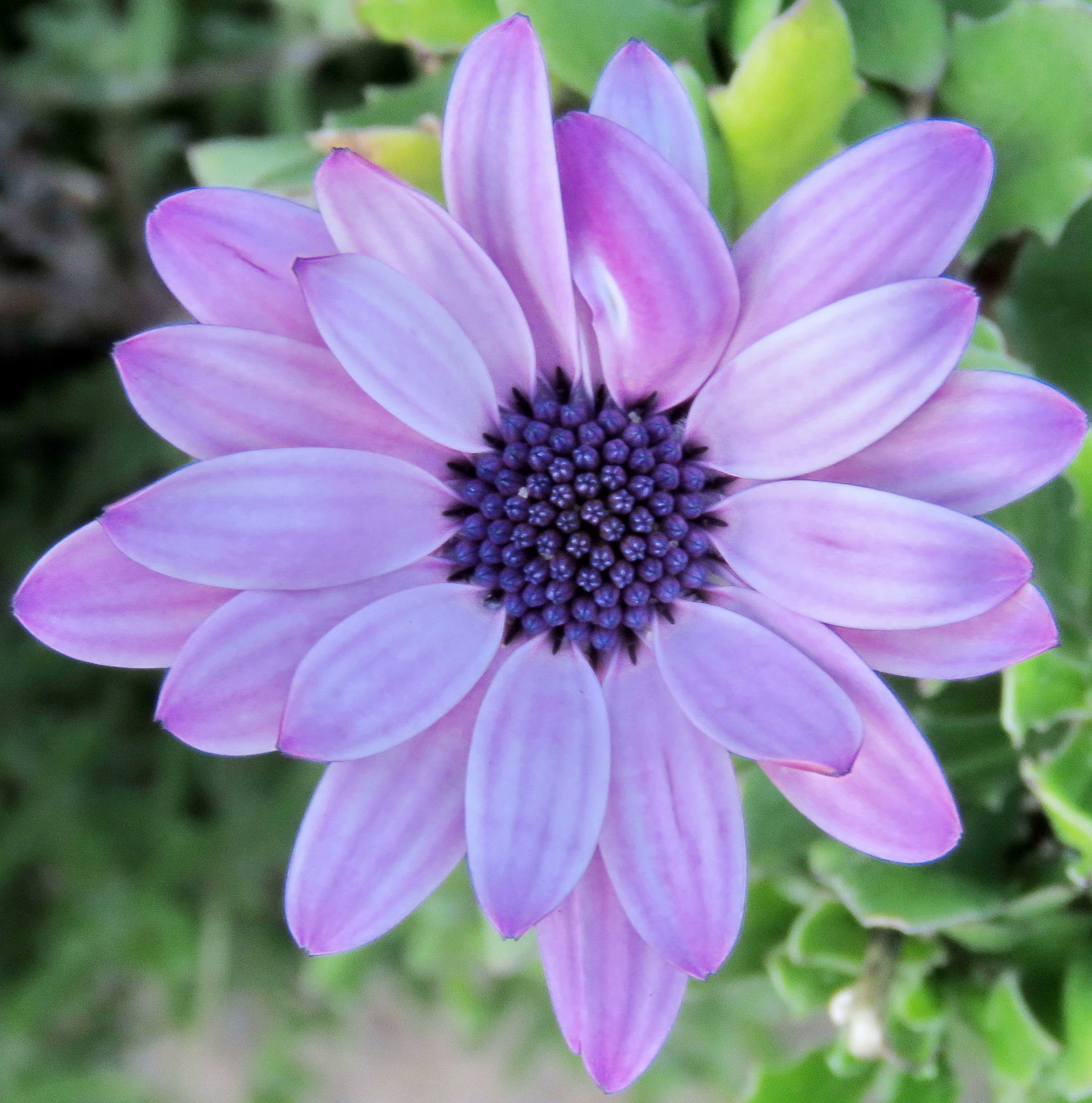 Canon PowerShot SX60 HS + 3.8 - 247.0 mm sample photo. A blue daisy flower photography