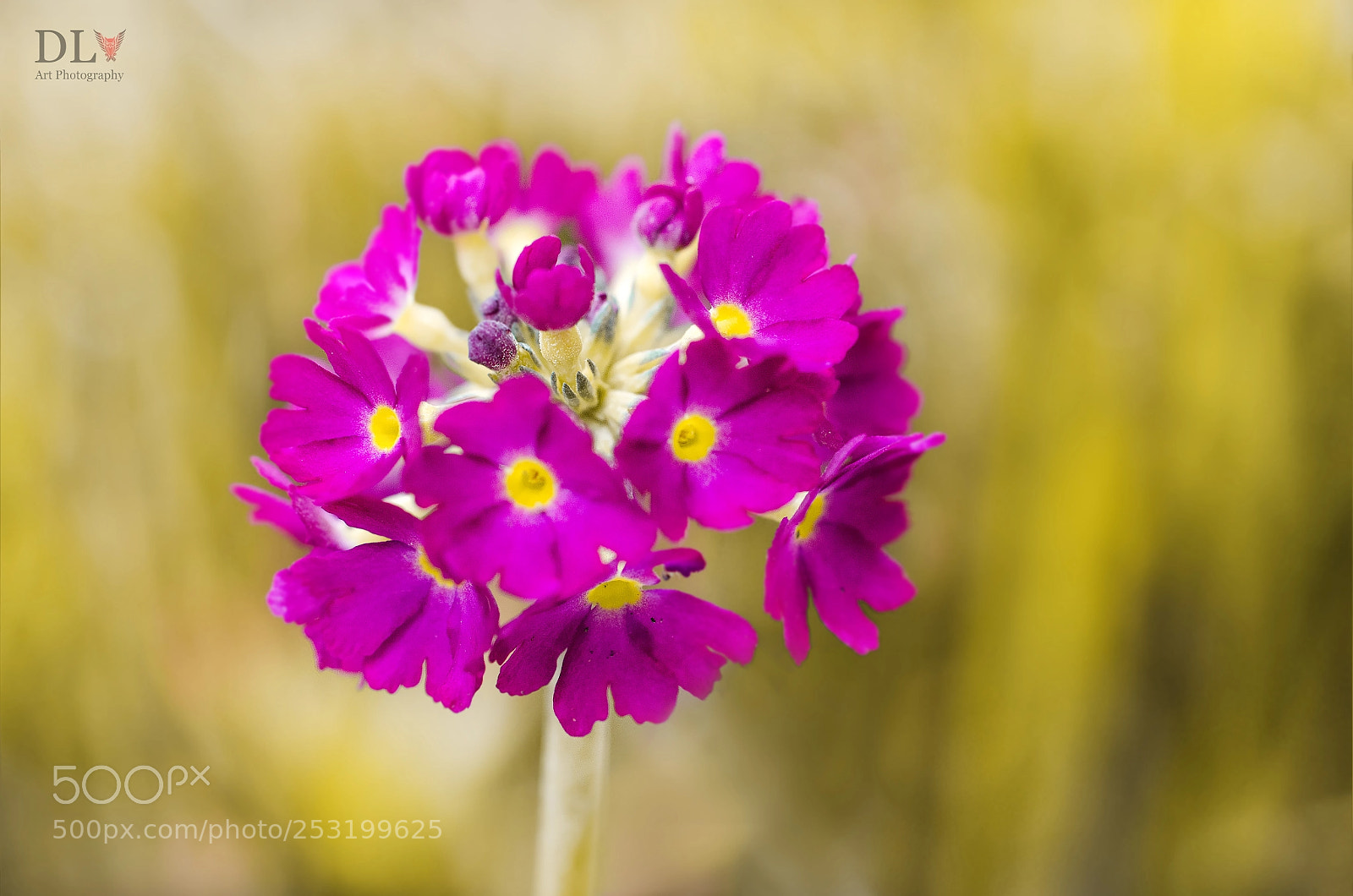 Nikon D7000 sample photo. Trouver le bon fond photography