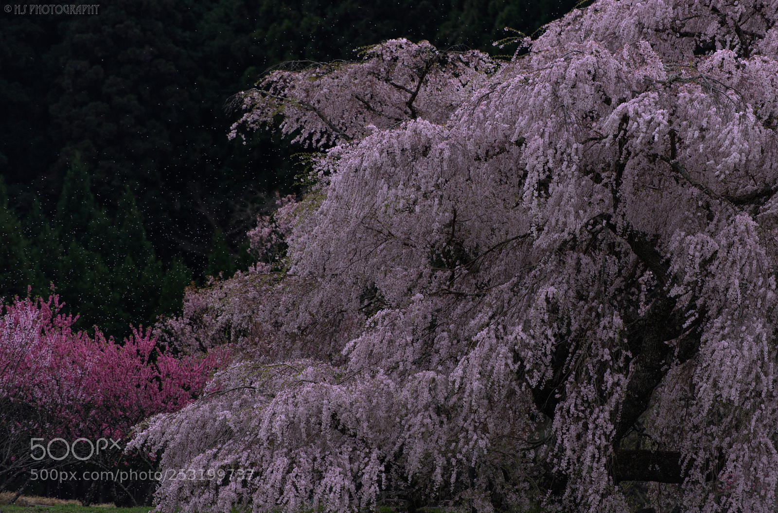 Nikon D810 sample photo. Matebei sakura photography
