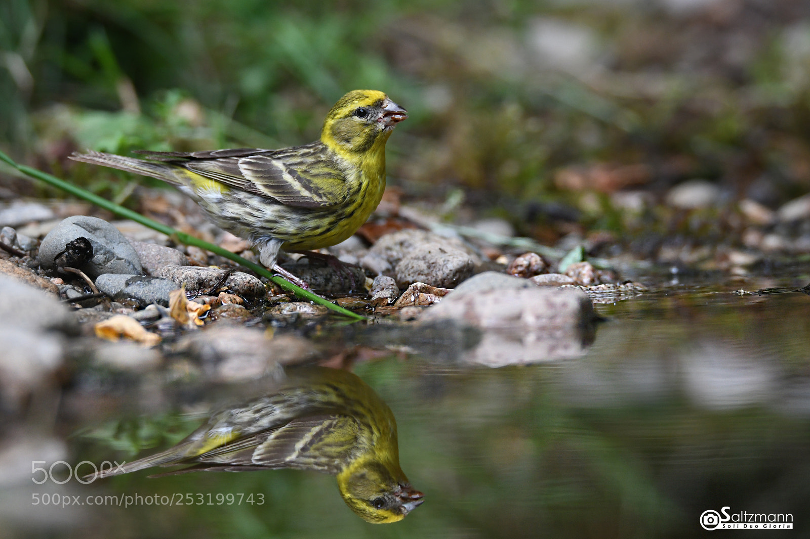 Nikon D7100 sample photo. Serin cini photography