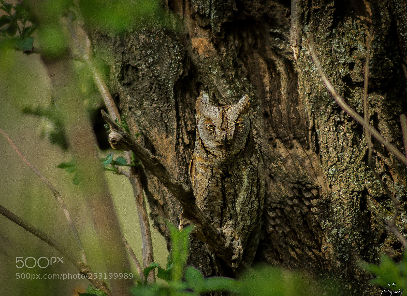 Nikon D7200 sample photo. Eurasian scops owl photography
