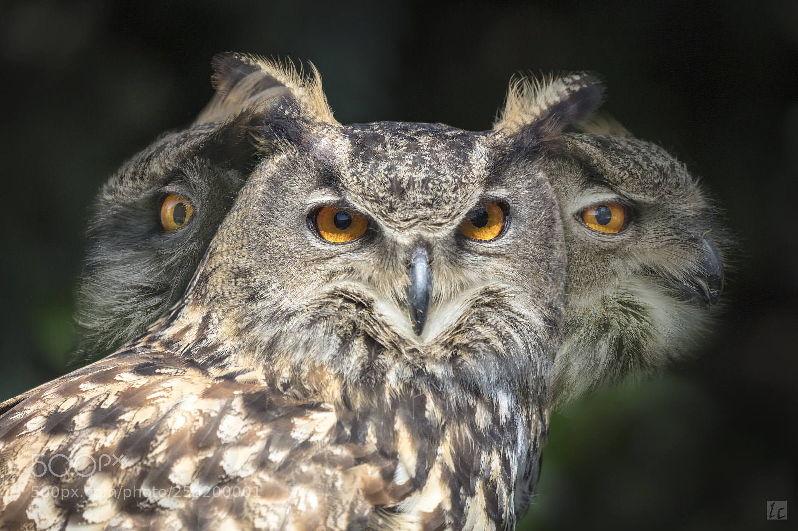 Canon EOS 5DS R sample photo. 270-degree head turn eurasian photography