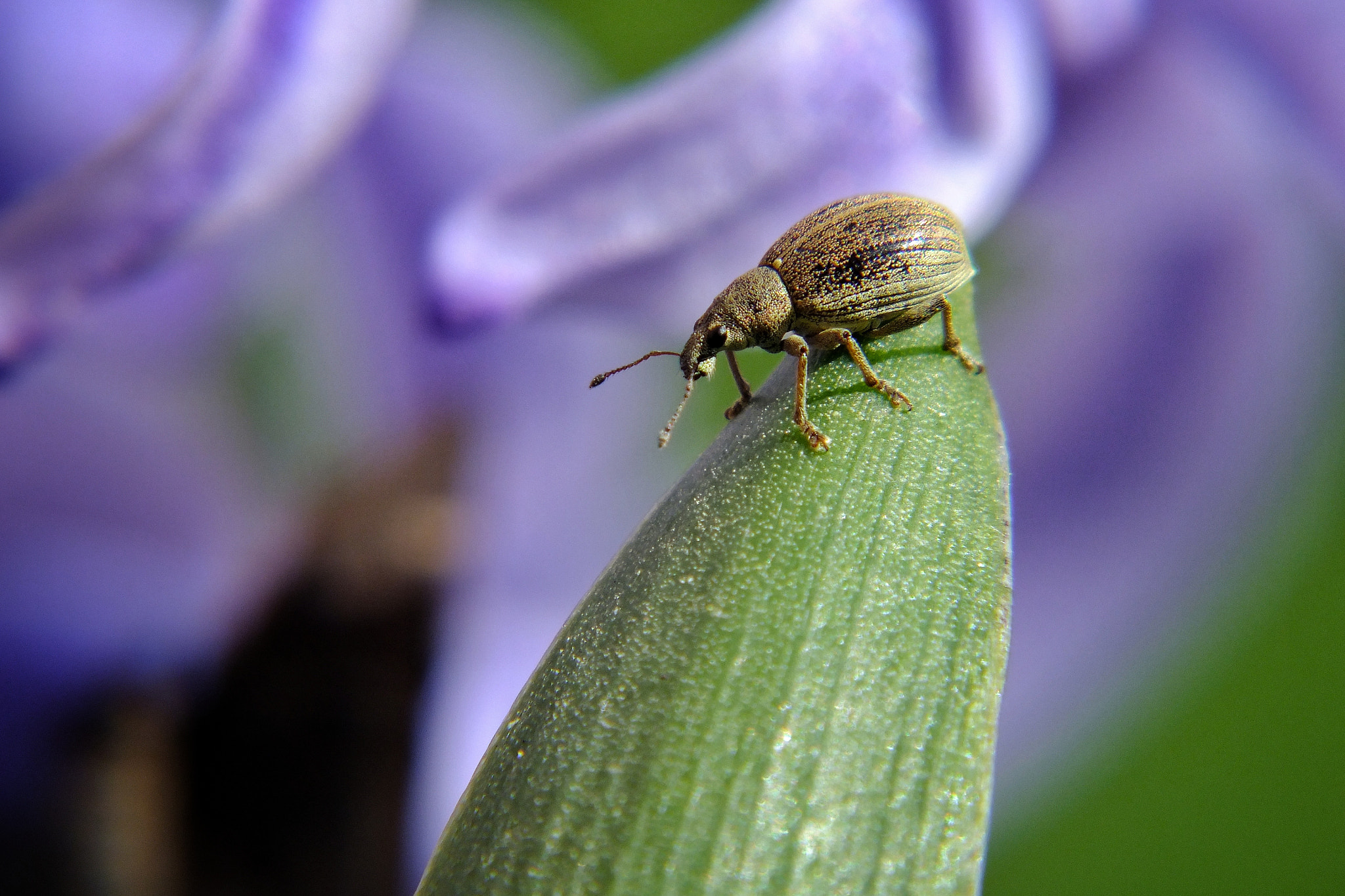 Fujifilm FinePix HS25EXR sample photo. Bug photography